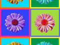 Suzi Roher Kim, Daisy Scarf