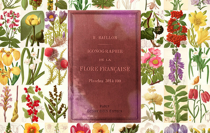 Suzi Roher Lily, Flore Francaise Scarf available at Barbara Katz