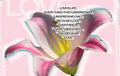Suzi Roher Lily, Love Is Life Scarf available at Barbara Katz